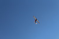 IMG_9599.JPG