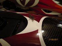 IMG_9190.JPG